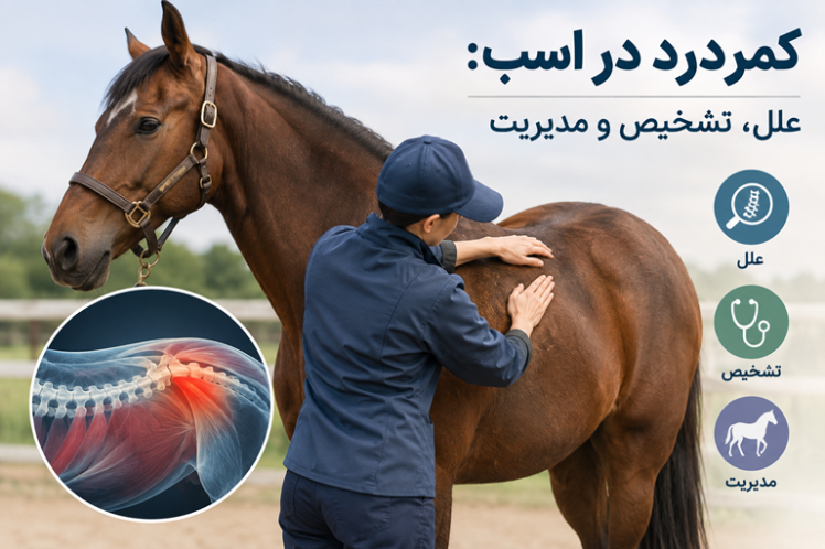 کمردرد در اسب: علل، تشخیص و مدیریت